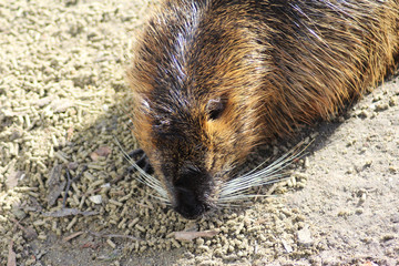 coypu (Myocastor coypus)
