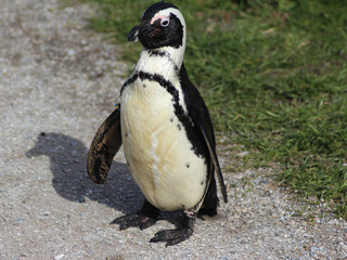 Fototapeta premium The African penguin (Spheniscus demersus)