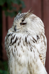 Eagle Owl with big eyes