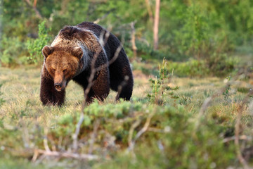 taiga,The Eurasian brown bear (Ursus arctos arctos) , the common brown or  the European brown bear, the European bear in finnish taiga