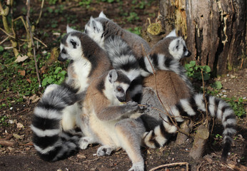 Fototapeta premium The ring-tailed lemur (Lemur catta)