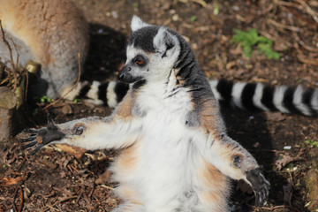 The ring-tailed lemur (Lemur catta)