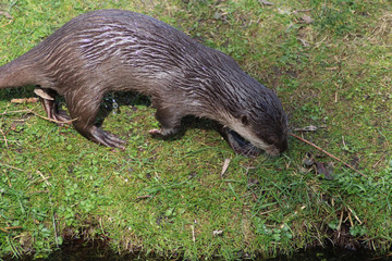 Asian Small clawed otter