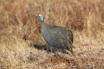 The helmeted guineafowl (Numida meleagris) in yellow grass in the savanna