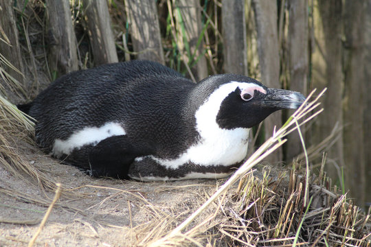 The African penguin (Spheniscus demersus)