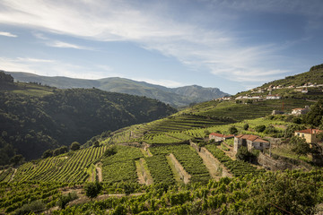 Fototapeta premium Vineyards in the Douro river region, in the town of Mesão Frio, portugal