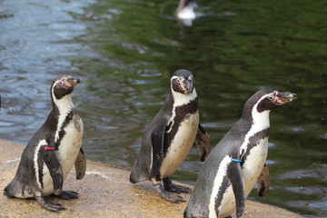 Group Humboldt penguin (Spheniscus humboldti)