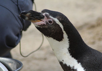 The Humboldt penguin (Spheniscus humboldti) feeded