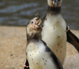 The Humboldt penguin (Spheniscus humboldti) feeded