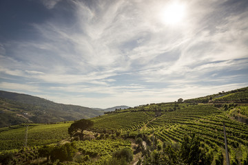 Obraz premium Vineyards in the Douro river region, in the town of Mesão Frio, portugal
