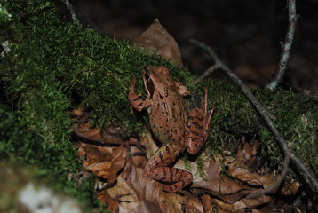 Frog