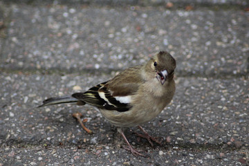 The common chaffinch (Fringilla coelebs)