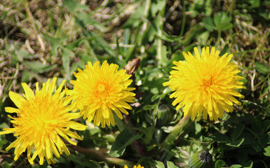 common dandelion (Taraxacum officinale)