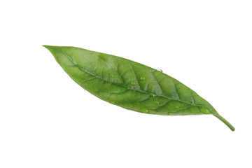 Fototapeta na wymiar leaf of avocado isolated