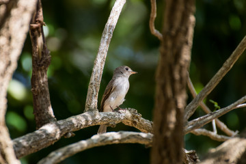 Brown-streaked Flycatcher, Old World Flycatchers perching on branch of tree show power of wildlife
