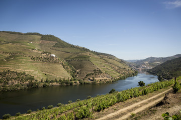 Fototapeta premium Vineyards in the Douro river region, in the town of Mesão Frio, portugal
