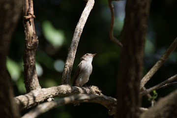 Brown-streaked Flycatcher, Old World Flycatchers perching on branch of tree show power of wildlife