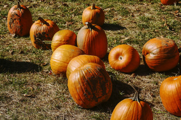 Frech Pumpkins in the field