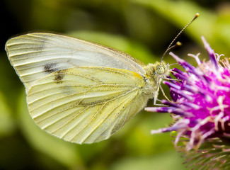 butterfly at cardoon flower