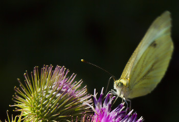 butterfly at cardoon flower