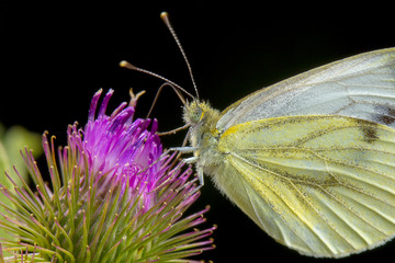 butterfly at cardoon flower
