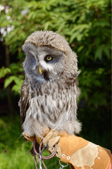 Owl-a bird of prey.