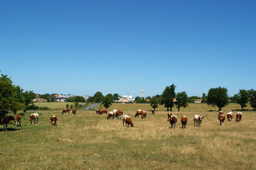 Obraz premium VACHES AU PRE ref 2874