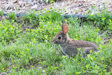 Jeune Lapin
