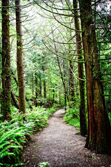 Obraz premium Old Forest Invitation