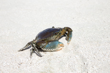 crab on beach