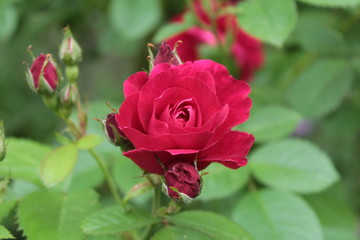 red rose