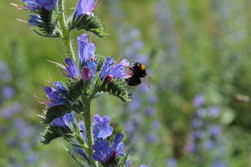 insect