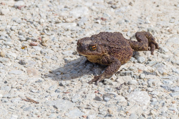 Brown Common Toad