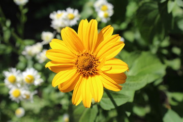 sunflower