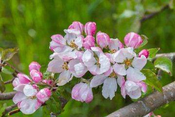 Apple tree blooming
