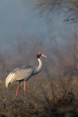 Portrait of Sarus Crane from Keoladeo Ghana National Park Bharatpur Rajasthan India