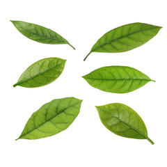 Naklejka premium set of leaves of avocado isolated
