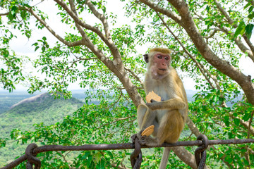 monkey on a tree