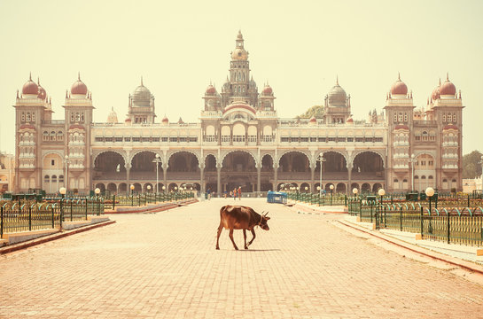 Lonely Indian Cow Walking Past Famous Building Of The Royal Palace Of Mysore In Indo-Saracenic Style, Karnataka State, India.