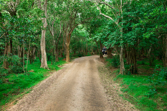 Fototapeta Road in magic dark forest