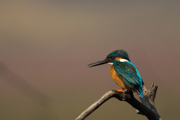 Common Blue Kingfisher Habitat with Pink algae background from Keoladeo Ghana National Park Bharatpur Rajasthan India