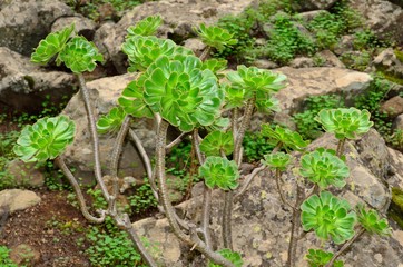 Green rosettes of aeonium, wild plant of Canary islands