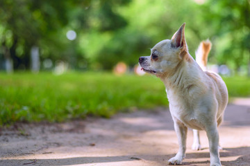 Chihuahua plays in the yard