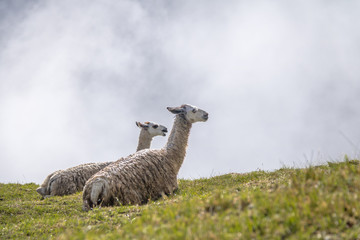 Llamas at Machu Picchu Inca Ruins - Sacred Valley, Peru