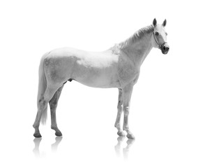 white horse isolated of on the white background - obrazy, fototapety, plakaty