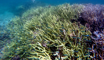 recif coralien
