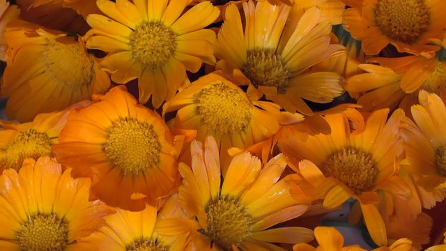 marigold calendula officinalis herb flower blooms. anticlockwise turntable.