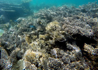 recif coralien