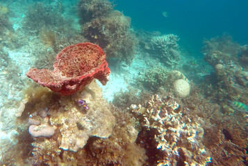 Naklejka na ściany i meble recif coralien