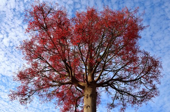 Brachychiton bilder Bläddra bland 469 stockfoton, vektorer och videor